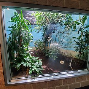 Jul. 2019 - Tropical Bird House - Pygmy Falcon Exhibit