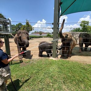 Jul. 2019 - McNair Elephant Habitat - Elephant Bath