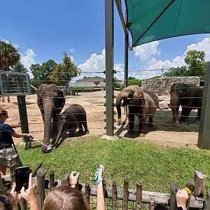 Jul. 2019 - McNair Elephant Habitat - Elephant Bath