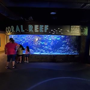Jul. 2019 - Natural Encounters - Coral Reef Tank