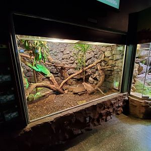 Jul. 2019 - Reptile & Amphibians - Anegada Island Iguana