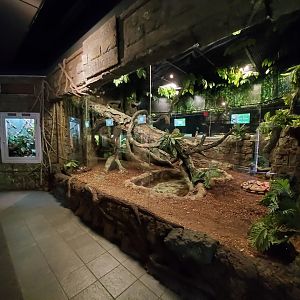 Jul. 2019 - Reptile & Amphibians - Reticulated Python Exhibit