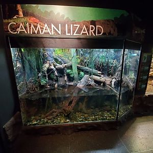 Jul. 2019 - Reptile & Amphibian House - Caiman Lizard Exhibit