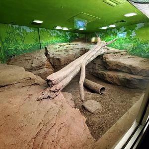 Jul. 2019 - Reptile & Amphibian House - Komodo Dragon Exhibit