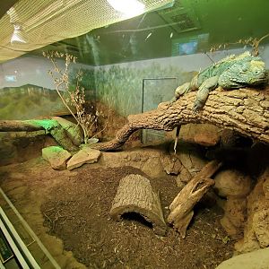 Jul. 2019 - Reptile & Amphibian House - Grand Cayman Blue Iguana Exhibit