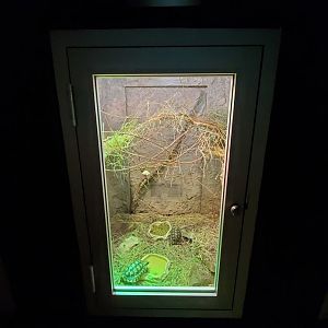 Jul. 2019 - Reptile & Amphibian House - Greek Tortoise Exhibit