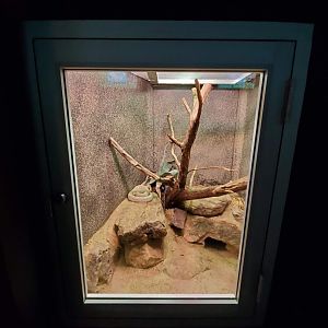 Jul. 2019 - Reptile & Amphibian House - Aruba Island Rattlesnake Exhibit