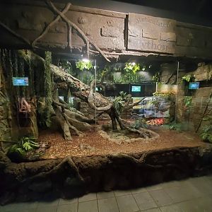 Jul. 2019 - Reptile & Amphibian House - Reticulated Python Exhibit
