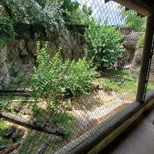 Jul. 2019 - Outdoor Komodo Dragon Exhibit