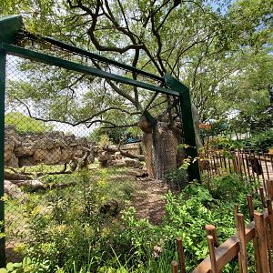 Jul. 2019 - Black Bear Habitat - Left Viewing
