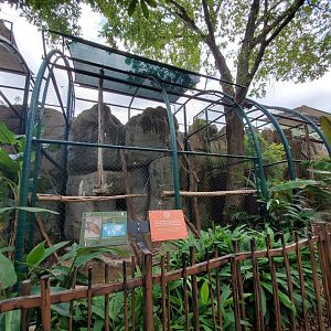 Jul. 2019 - Small Cats - Right Fossa Exhibit