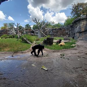 Jul. 2019 - African Forest - Chimpanzee Exhibit