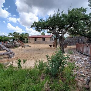 Jul. 2019 - African Forest - Masai Giraffe/Grant's Zebra/Ostrich Exhibit