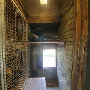 Jul. 2019 - African Forest - Chimpanzee/Keeper Interaction Area