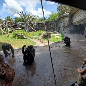 Jul. 2019 - African Forest - Chimpanzee Exhibit