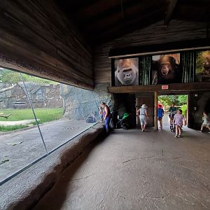 Jul. 2019 - African Forest - Great Ape Gallery