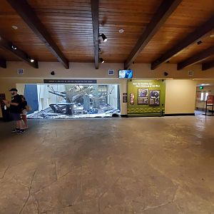 Jul. 2019 - African Forest - Great Ape Gallery - Gorilla Dayroom