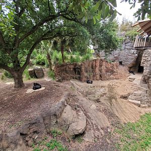Jul. 2019 - African Forest - Gorilla Exhibit - Right Side