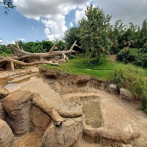 Jul. 2019 - African Forest - Gorilla/Red River Hog Exhibit - Middle View