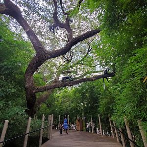 Jul. 2019 - African Forest - Colobus Overpass