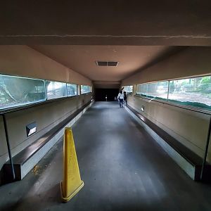 Jul. 2019 - Lion Exhibit Underground Tunnel Viewing