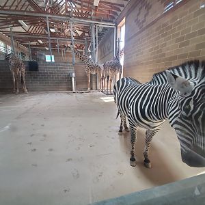 Jul. 2019 - African Forest - Indoor Masai Giraffe/Grant's Zebra/Ostrich Exhibit