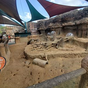 Jul. 2019 - Children's Zoo - Dwarf Mongoose Exhibit