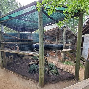 Jul. 2019 - Children's Zoo - Bobcat Exhibit