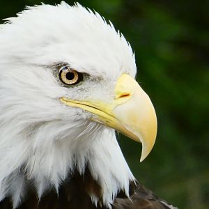 Jul. 2019 - Texas Wetlands - Bald Eagle