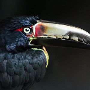 Jul. 2019 - Natural Encounters - Collared Aracari