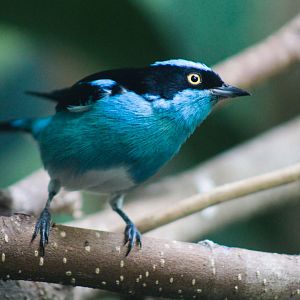 Jul. 2019 - Tropical Bird House - Black-faced Dacnis