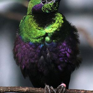 Jul. 2019 - Tropical Bird House - Emerald Starling