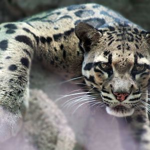 Jul. 2019 - Small Cats - Clouded Leopard