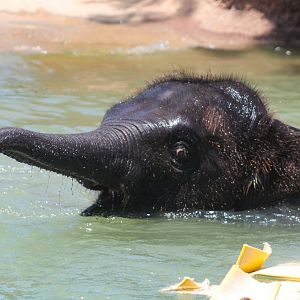 Jul. 2019 - McNair Elephant Habitat - Baby Tilly