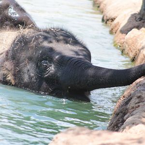Jul. 2019 - McNair Elephant Habitat - Baby Tilly