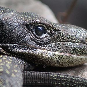 Jul. 2019 - Reptile & Amphibian House - Crocodile Monitor