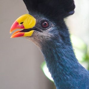 Jul. 2019 - Tropical Bird House - Outdoor Rows - Great Blue Turaco