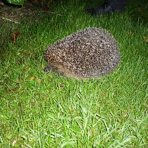 West European Hedgehog (Erinaceus europaeus) in Northumberland National Park