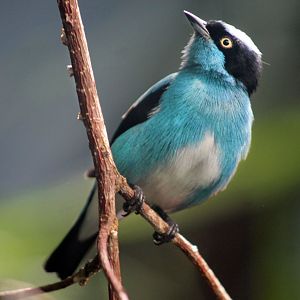 Jul. 2019 - Tropical Bird House - Black-faced Dacnis