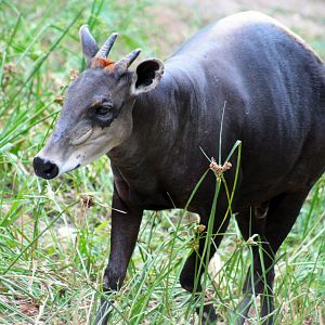 Jul. 2019 - Yellow-backed Duiker
