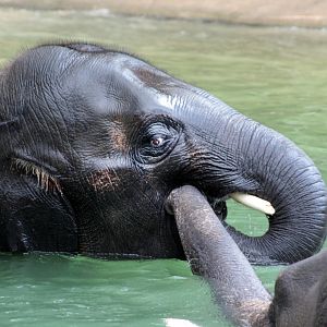 Jul. 2019 - McNair Elephant Habitat - Duncan