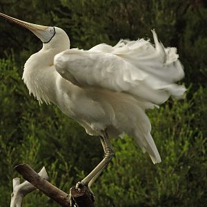 Yellow-billed spoonbill