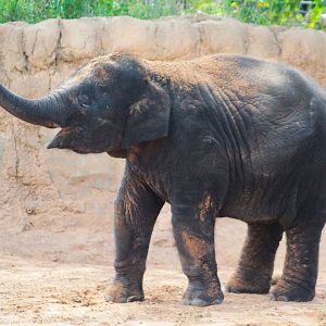 Jul. 2019 - McNair Elephant Habitat - Joy