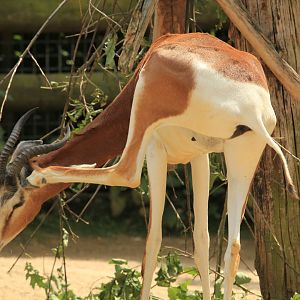 Mohor gazelle (May 2018)