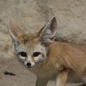 Fennec fox (May 2018)