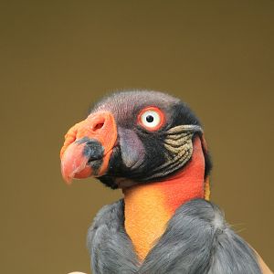 King vulture (May 2018)