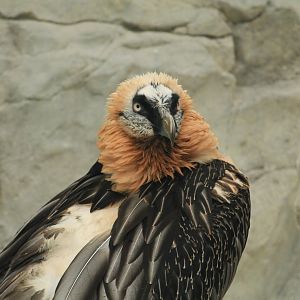 Bearded vulture (May 2018)