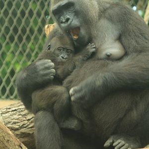 Western lowland gorilla (May 2018)