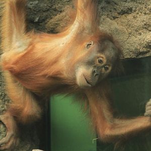 Sumatran Orang-Utan (May 2018)