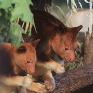 Goodfellow's tree-kangaroo (May 2018)